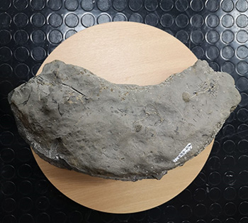 2022_11_12-imagen-de-la-roca-en-cuyo-interior-se-encuentra-el-fosil-del-pez