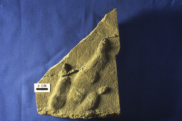 teropodo