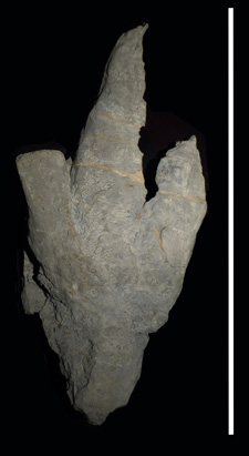 huella-individuos-mas-graciles_acantilados-de-argero-villaviciosa_escala-1m