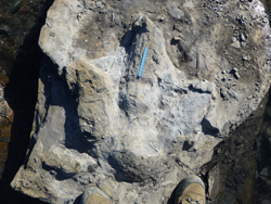 huella-individuos-mas-robustos_acantilados-de-tazones-villaviciosa-2