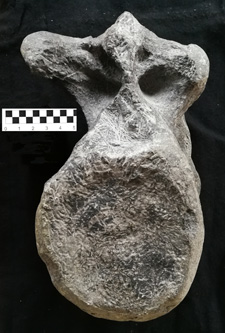 vertebra-playa-de-vega-ribadesella