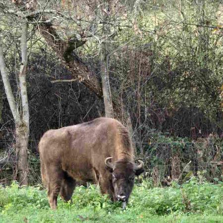 Paseo guiado por los cercados