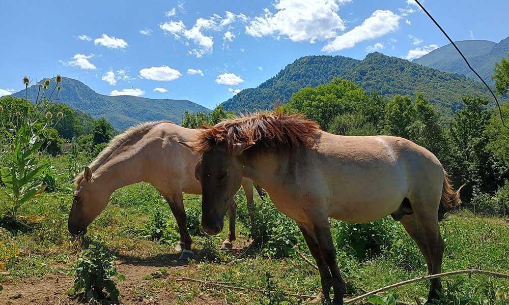 Ir a Imagen Visitas al cercado de animales o taller de caza prehistórica, este verano en el Parque