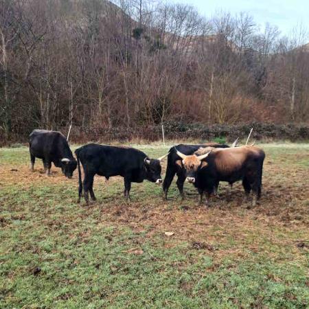 Visita exterior a los cercados