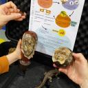 Imagen Busca en el Museo: el origen de la vida y los dinosaurios